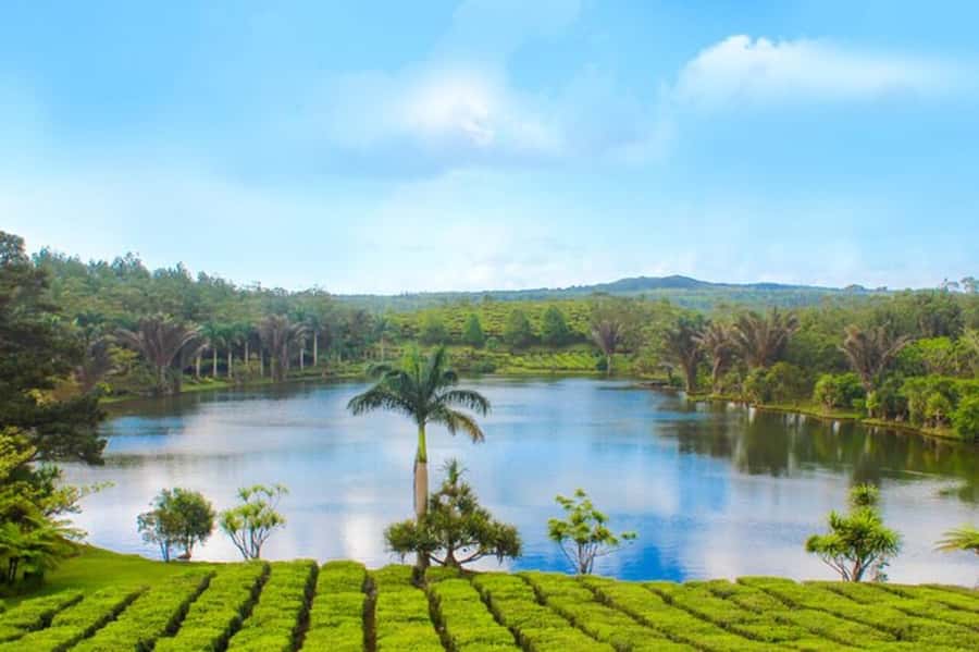 Mauritius: Crocodile Park and Tea Factory Tour with Tasting - Key Points at a Glance