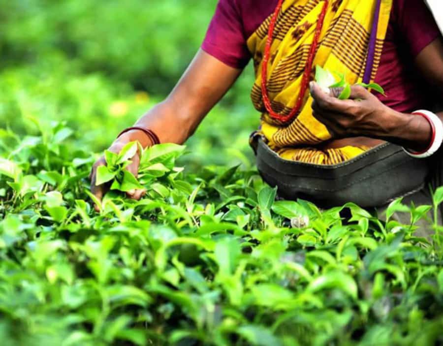 Mauritius: Crocodile Park and Tea Factory Tour with Tasting - Bois Chéri Tea Factory Tour: Where Mauritius Tea Really Starts