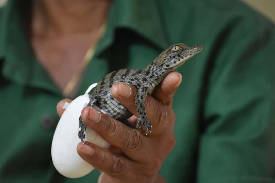 Mauritius: Crocodile Park and Tea Factory Tour with Tasting - How the 7-Hour Schedule Works (and How to Plan Around It)