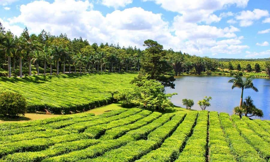 Mauritius: Crocodile Park and Tea Factory Tour with Tasting - Who Should Book This Tea and Nature Park Tour
