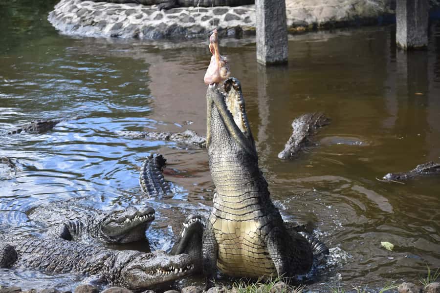 Mauritius: Crocodile Park and Tea Factory Tour with Tasting - Walking Through the Tea Plantation and Factory: What the Guide Actually Does