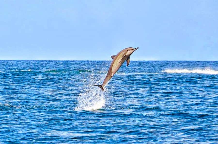 Mauritius Dolphin Encounter and Geographic Marvels Tour - Mare-aux-Vacoas reservoir, a quick look at Mauritius’s water story