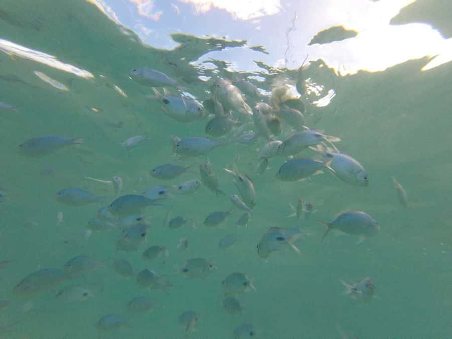 Mauritius: Dolphin Encounter, Trou aux Cerf and Grand Bassin - How the day flows from open sea to sacred sites