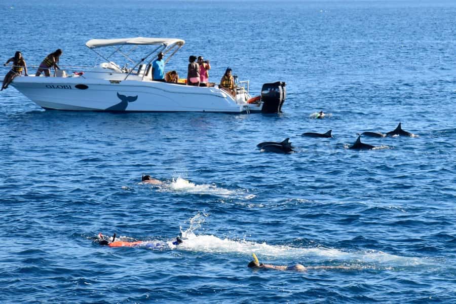 Mauritius: Dolphin Encounter, Trou aux Cerf and Grand Bassin - Mauritius dolphin encounter off Black River: what the swim and snorkeling really feel like