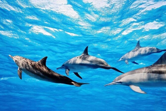 Mauritius : Dolphins Swim and Ile Aux Bénitiers with BBQ - How the guide team handles safety, swimming, and getting you close