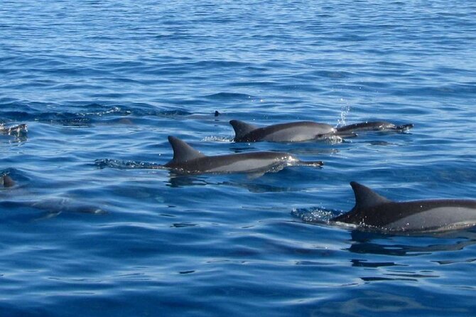 Mauritius : Dolphins Swim and Ile Aux Bénitiers with BBQ - Who this Mauritius dolphin and Benitiers tour is for