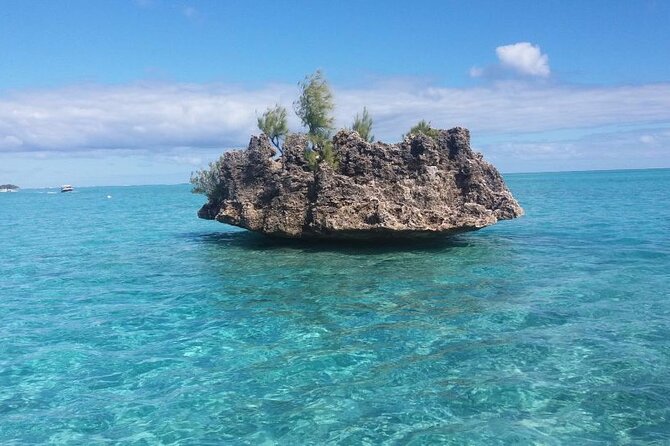 Mauritius : Dolphins Swim and Ile Aux Bénitiers with BBQ - Dolphin swim from a speedboat: what the experience really feels like