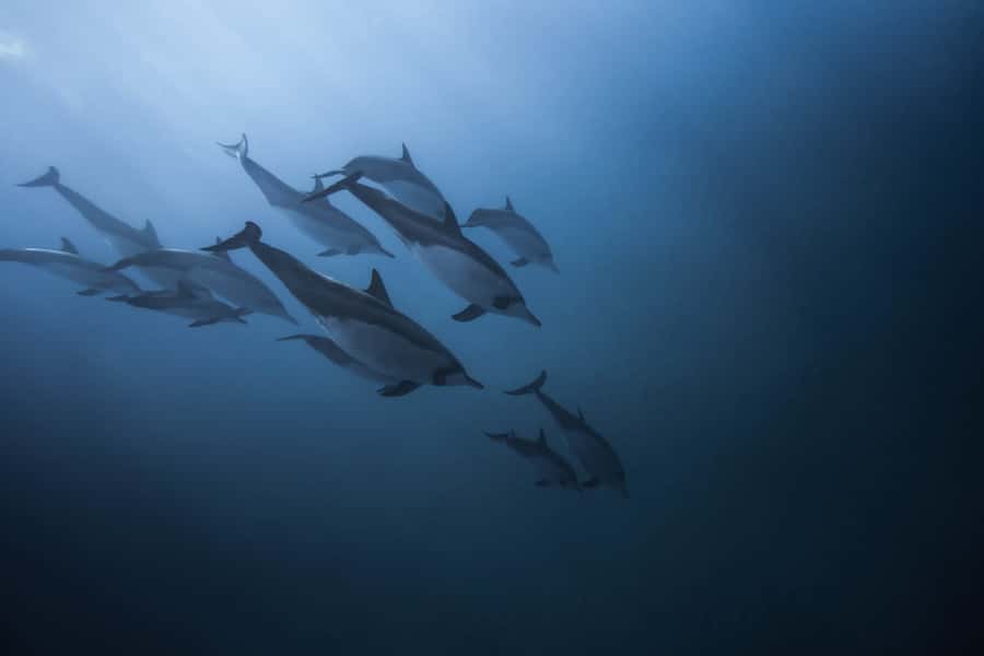 Mauritius: Dolphins watch half-day - Snorkeling, corals, and the fish life you might see