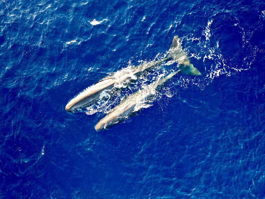 Mauritius Eco Whales Quest, 3-4 hours Expedition - First impressions: what the 3 to 4 hours really feels like