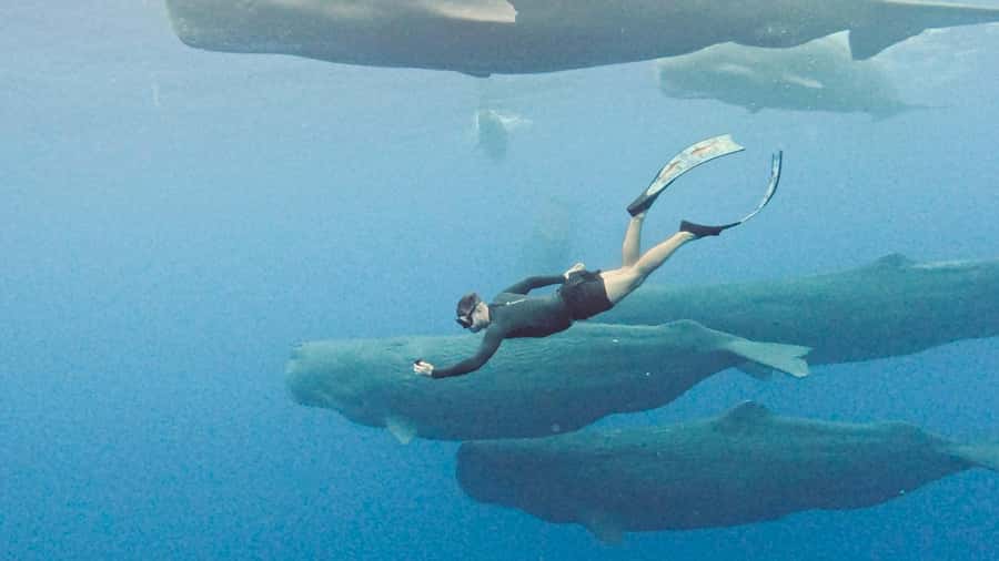 Mauritius Eco Whales Quest, 3-4 hours Expedition - Timing and crowds: why going early can make or break it