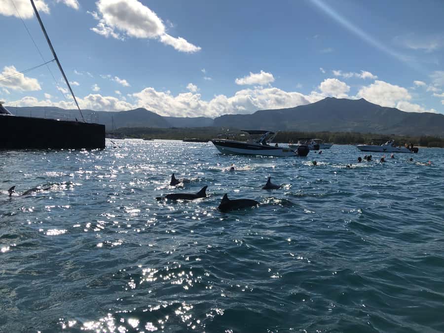 Mauritius Eco Whales Quest, 3-4 hours Expedition - The marine mammal search: what you can expect once you’re out