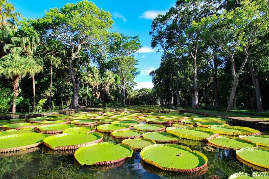 Mauritius: Exclusive North Tour with Pickup - Key things to know before you go