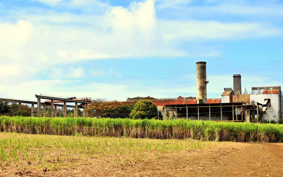 Mauritius: Full-Day Quad Bike Tour with Lunch - ATV time on sugar cane tracks, and how to handle dust and rain