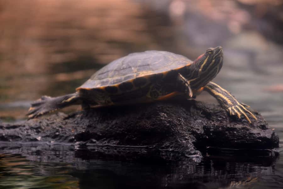 Mauritius: Full-Day Quad Bike Tour with Lunch - La Vanille Nature Park: lunch with crocodiles and giant turtles