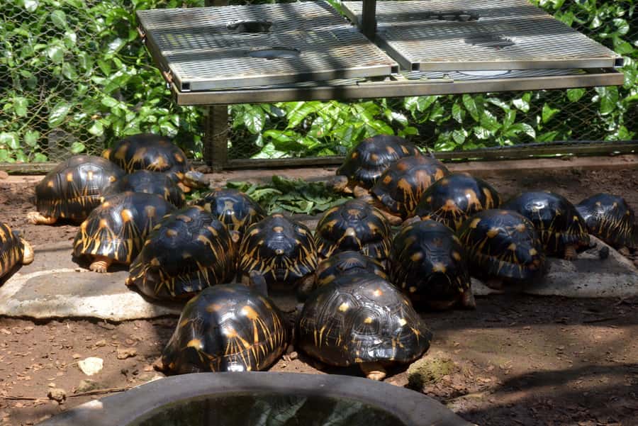 Mauritius: Full-Day Quad Bike Tour with Lunch - Price and value: is $296 per person fair?