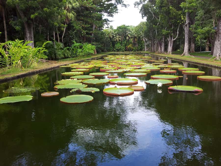 Mauritius: Full Day Tour of the North with Hotel Transfer - Pamplemousses Botanical Garden: 650 Plant Species and a Plan for Bugs