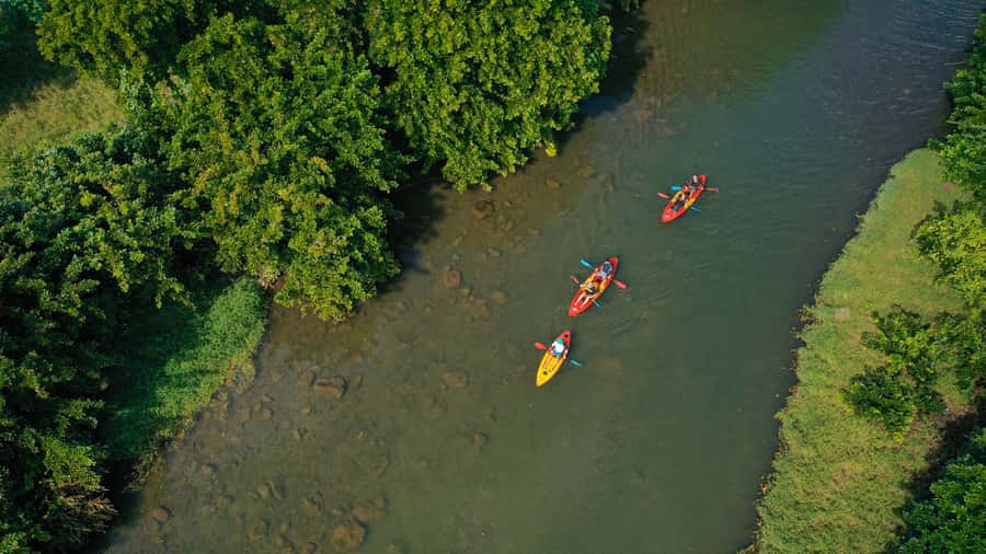 Mauritius: Guided Kayak Tour on Tamarin River - History stories as you paddle past real river habitat