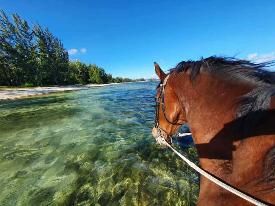 Mauritius: Horse riding on the deserted beach of Riambel - Who this Riambel horseback ride fits best