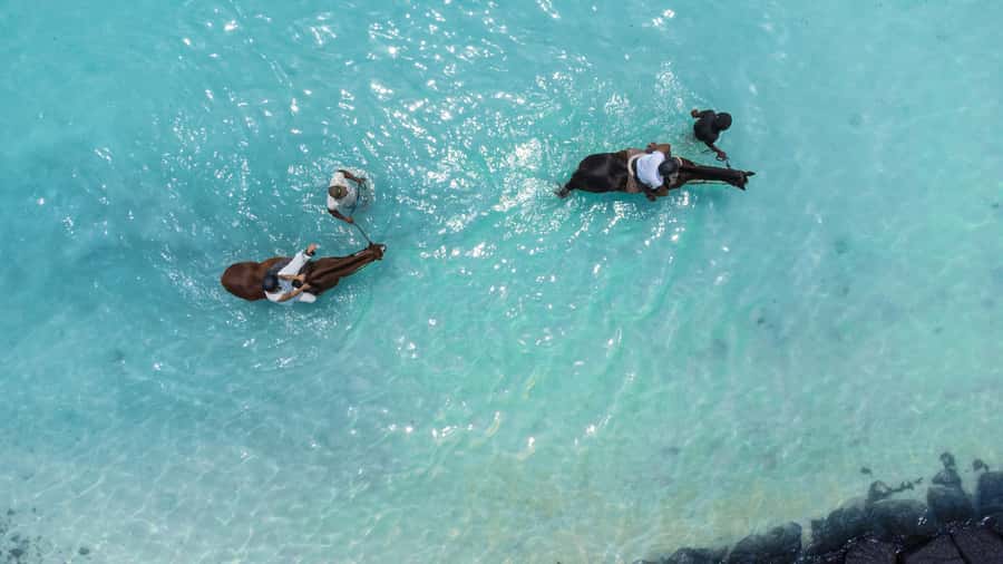 Mauritius: Horseback riding on the beach - Key things to know before you go