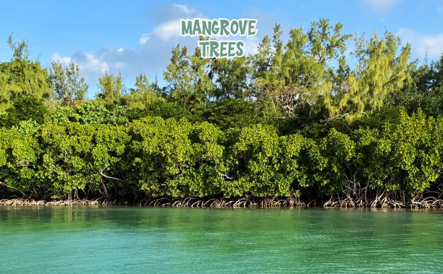 Mauritius: Ile aux Cerfs Speedboat Tour with Lunch & Drinks - Quick reality check for this 6-hour Île aux Cerfs speedboat day