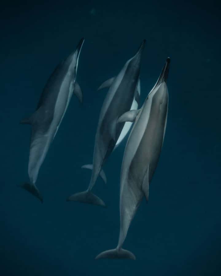 Mauritius Le Morne: Eco-Friendly Dolphin Watching Tour - Meeting at Emba Filao, then out into the Le Morne morning