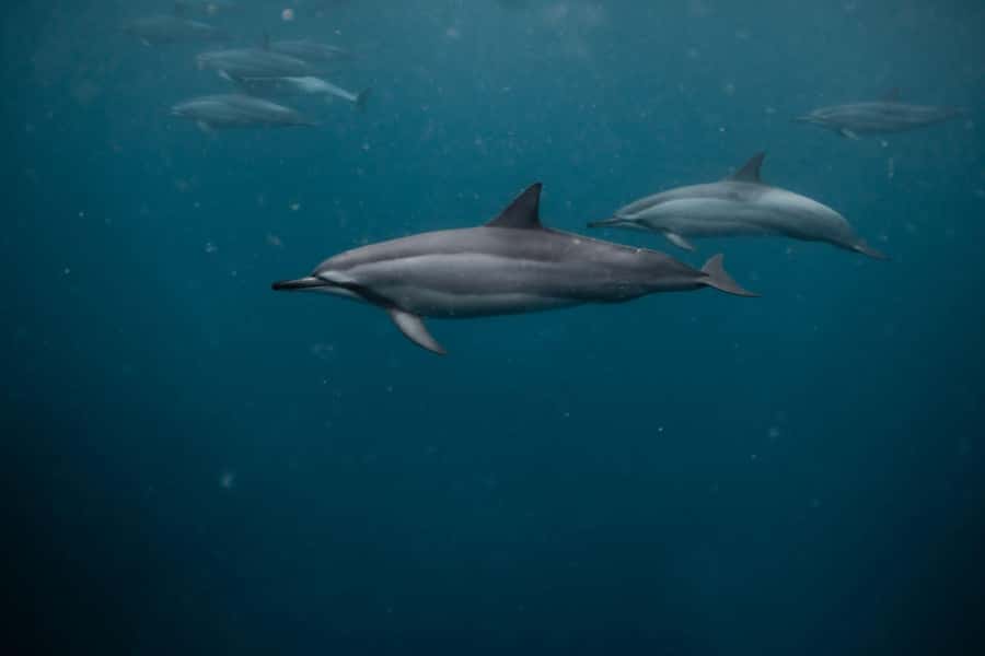 Mauritius Le Morne: Eco-Friendly Dolphin Watching Tour - Weather and sea state: the biggest factor in how much you enjoy dolphin swimming