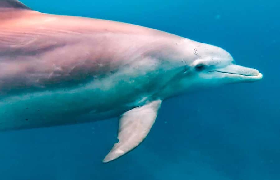 Mauritius Le Morne: Eco-Friendly Dolphin Watching Tour - The 2-hour format: briefing, spotting, then repeated water time