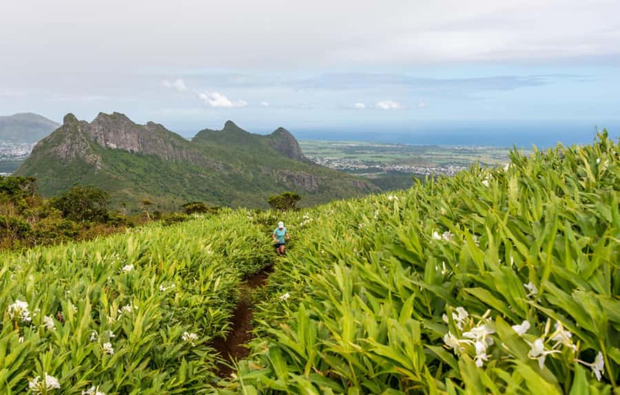 Mauritius: Le Pouce Guided Hiking Experience with a local - Summit views of Port Louis and the northern islets