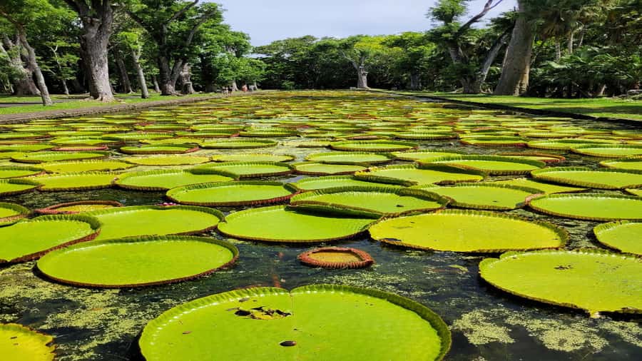 Mauritius: Northern Tour w/Port Louis Market, Temple & Beach - Port Louis Market, Caudan Waterfront, and Citadel Fort views