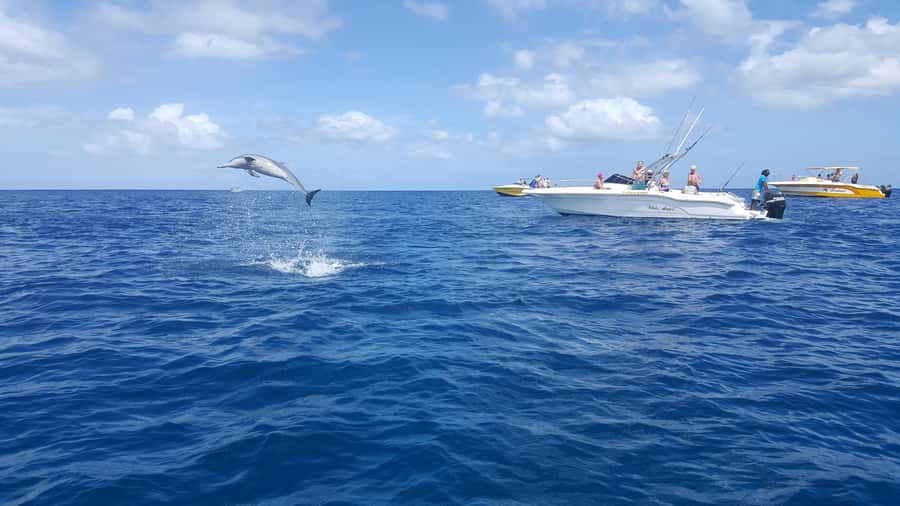 Mauritius: Ocean Swim with Dolphins - Key highlights worth your attention