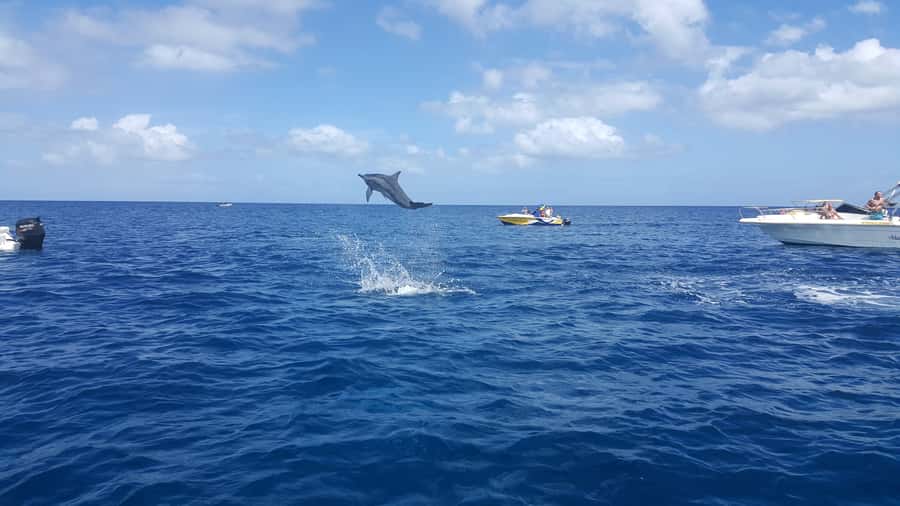 Mauritius: Ocean Swim with Dolphins - Dolphin Watching in the Black River Area, With a Realistic Look at Boat Traffic