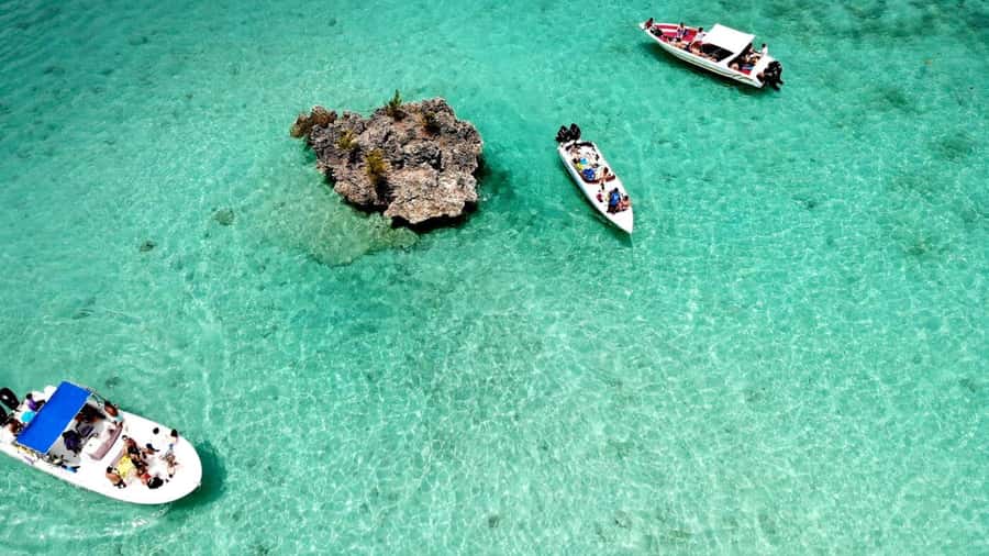Mauritius: Ocean Swim with Dolphins - The Dolphin Welfare Question You Should Ask Before You Go