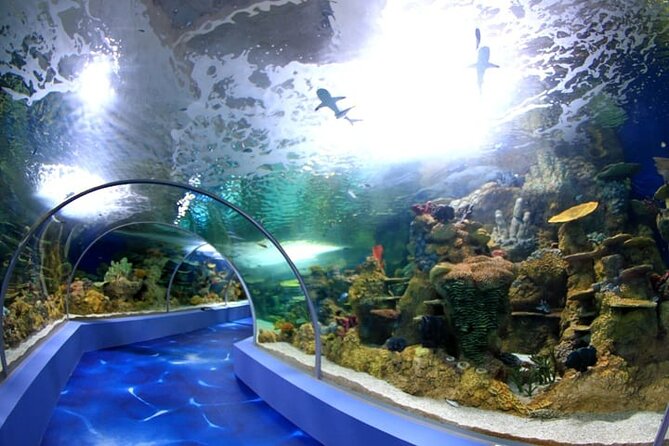 Mauritius Odysseo Oceanarium in Port Louis - Key Things I’d Make Sure You Notice at Odysseo Oceanarium
