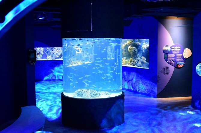 Mauritius Odysseo Oceanarium in Port Louis - What You’ll See: Habitats, Species Variety, and the Underwater Tunnel