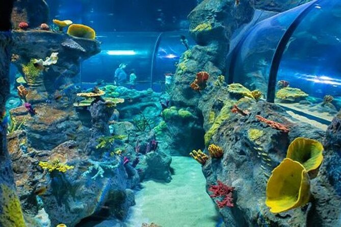 Mauritius Odysseo Oceanarium in Port Louis - Who Should Book This Oceanarium Visit (And Who Might Not Love It)
