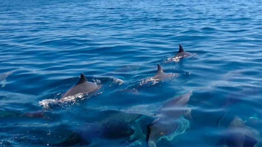 Mauritius: Private 5 Island Tour with Ile aux Cerfs - Key highlights worth planning for