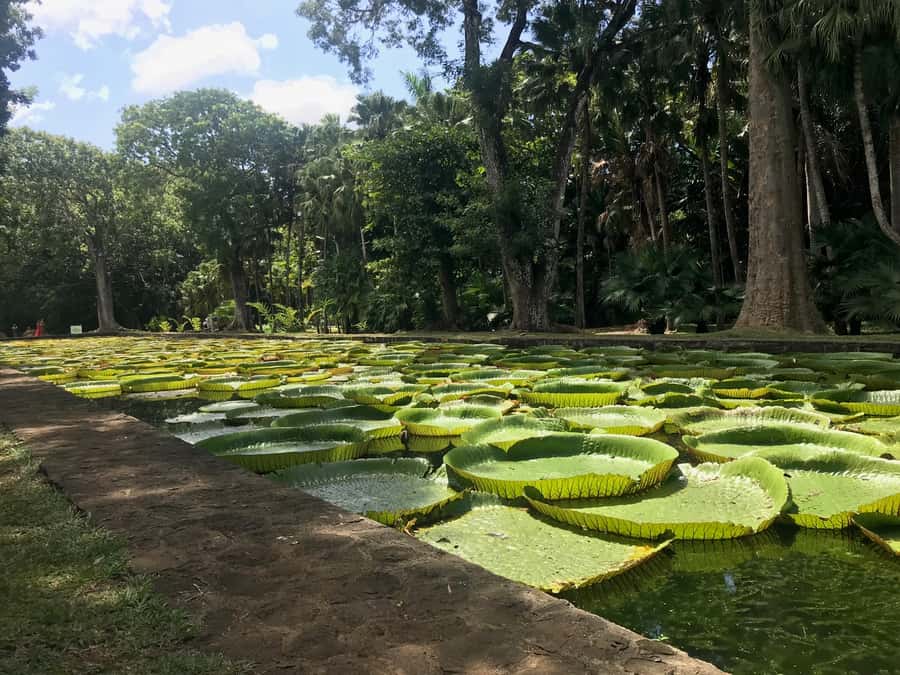 Mauritius: Private Full-Day Iconic Instagram Spots - The Car, the Timing, and Why Private Helps