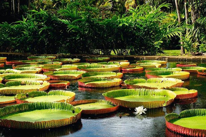 Mauritius Private North Day Tours - MUTT - Private North Mauritius, in One 8-Hour Loop