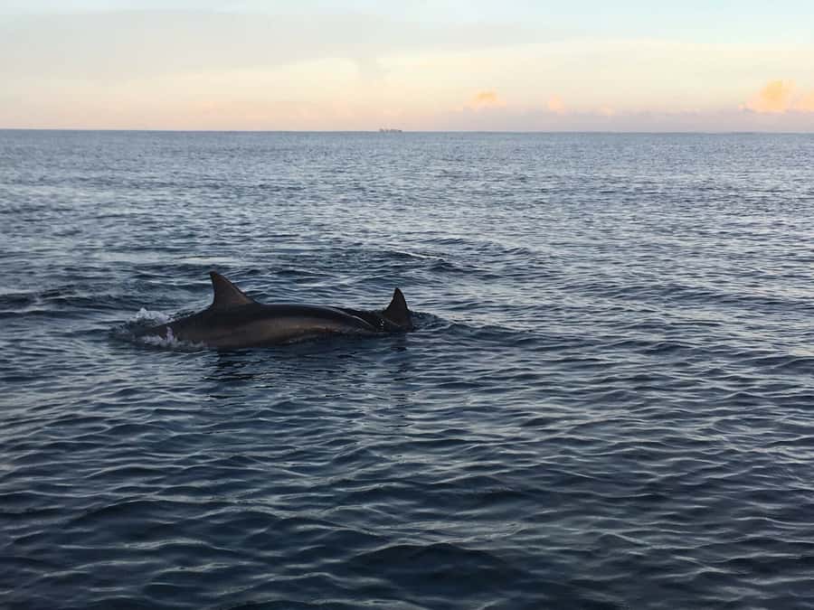 Mauritius: Private South Side and Dolphin Adventure Tour - Key Highlights You Should Actually Care About