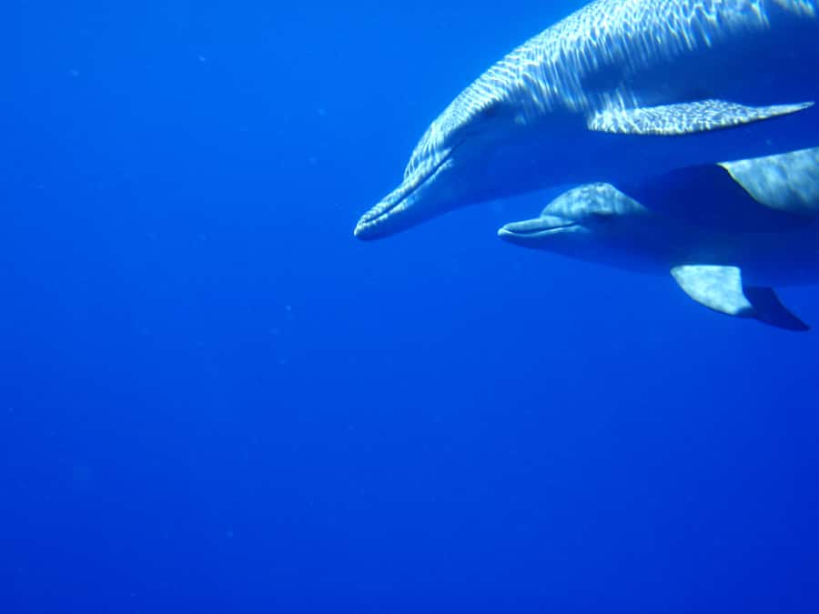Mauritius: Private Swim with Dolphins - Where You Start: Black River’s La Jetée Road