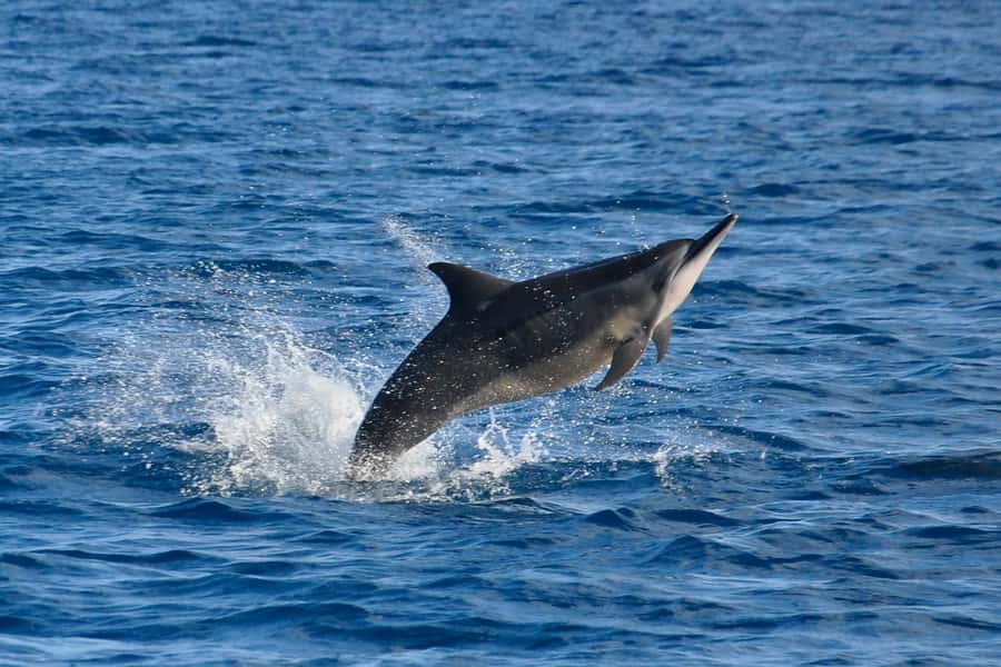Mauritius: Private Swim with Dolphins - The Swim Part: Safety Rules, Lifejackets, and Respect in the Water