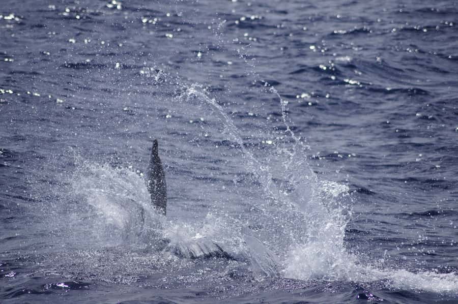 Mauritius: Private Swim with Dolphins - Who This Dolphin Swim Fits Best