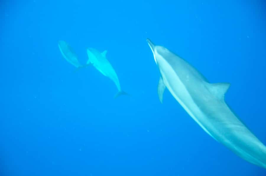 Mauritius: Private Swim with Dolphins - Private Speed Boat Cruising and the Dolphin Encounter Plan