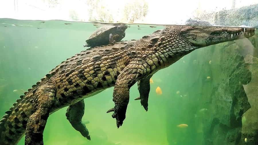 Mauritius : private wild south fullday tour - La Vanille crocodile park: wildlife, giant tortoises, and extinct-animal fossils