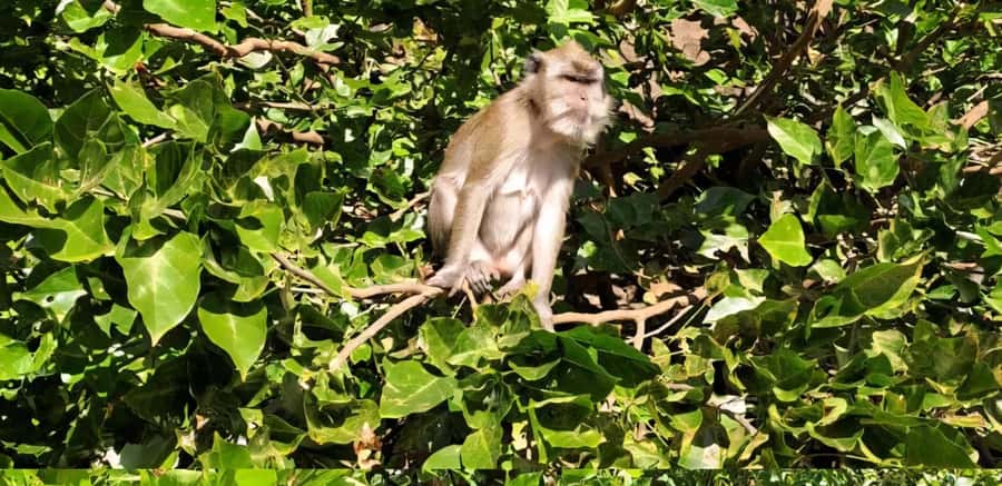 Mauritius: River Guided Kayak Tour with Monkeys - FAQ
