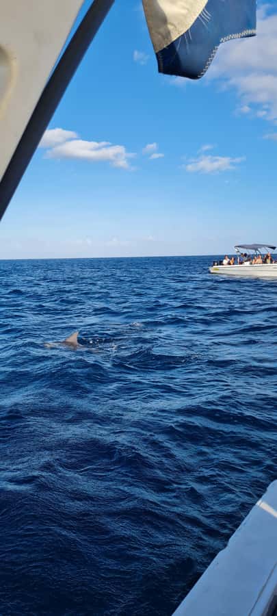Mauritius: Snorkel and Swim with Dolphins on Speedboat Tour - Snorkeling Gear: What You’ll Get Besides the Dolphin Moment
