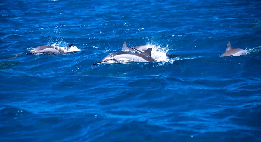 Mauritius: Snorkel and Swim with Dolphins on Speedboat Tour - Meeting on Tamarin Beach and the Briefing That Sets Expectations