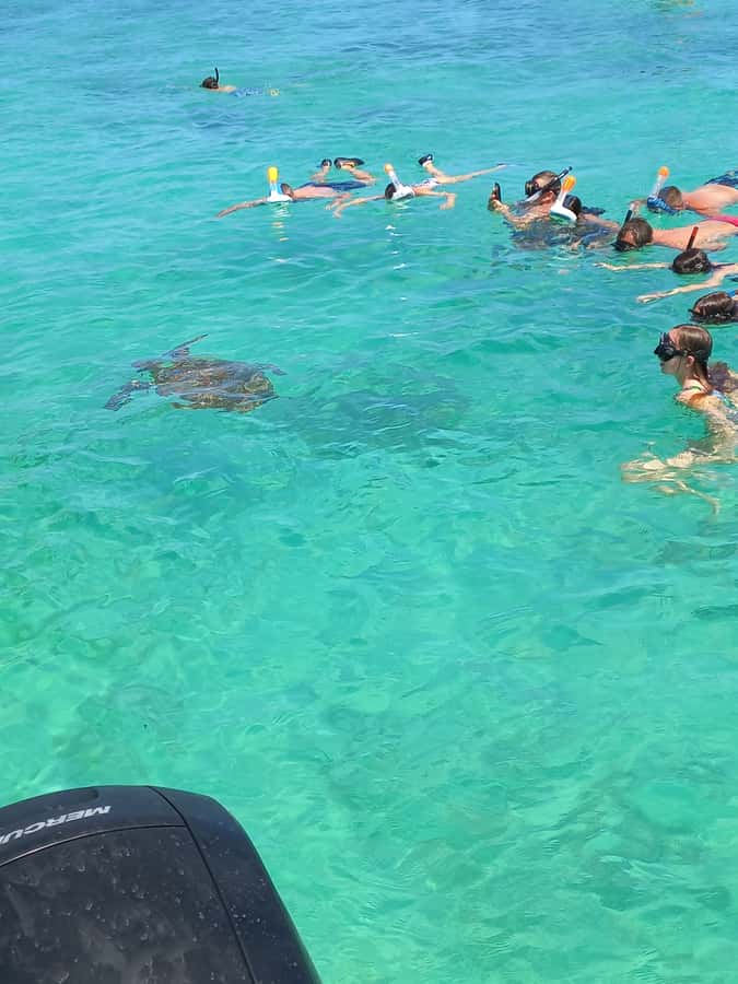Mauritius: Snorkeling with turtles Le Transporteur speedboat - Key things to know before you go