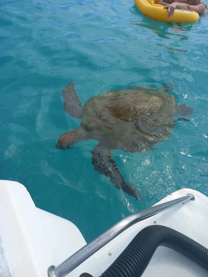 Mauritius: Snorkeling with turtles Le Transporteur speedboat - Trou aux Biches Lagoon and Your Private Turtle-Focused Plan