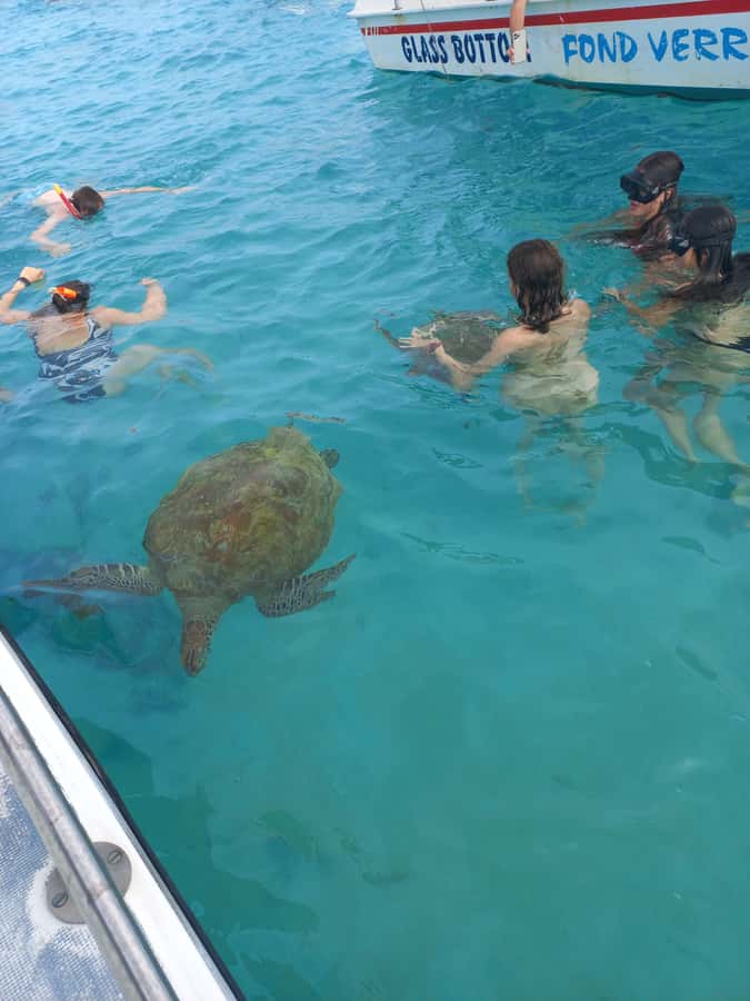 Mauritius: Snorkeling with turtles Le Transporteur speedboat - Grand Baie to the Lagoon: Timing, Meeting Point, and First Impressions